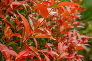 rojo hoja de rojo flor brotes syzygium paniculatum en el verde jardín. el foto es adecuado a utilizar para botánico fondo, rojonaturaleza hoja de rojo flor brotes syzygium paniculatum en el verde jardín.