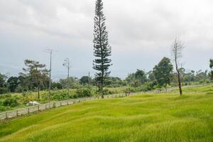 Landscape green savanna on the nature village with cloudy vibes. The photo is suitable to use for adventure content media, nature poster and for landscape background.