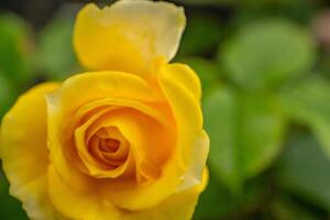 Fresco amarillo Rosa rosa foetida perciana en el jardín. el foto es adecuado a utilizar para botánico contenido medios de comunicación y flores naturaleza foto antecedentes.