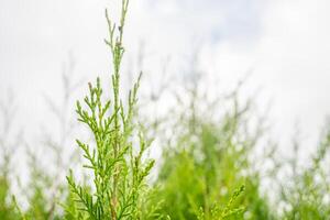 textura verde hoja antecedentes de el cupressus torulosa. el foto es adecuado a utilizar para botánico fondo, naturaleza póster y flora educación contenido medios de comunicación.