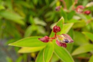 pequeño Violeta flor brote granulosa tibouchina en el jardín. foto es adecuado a utilizar para naturaleza fondo, botánico póster y jardín contenido medios de comunicación.