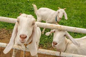 Animal themes white goat Capra aegagrus hircus on the green farm. The photo is suitable to use for animal wild life and animal content media.