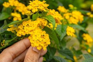 Small yellow flower west indian lantana on the green garden. Photo is suitable to use for nature background, botanical poster and garden content media.