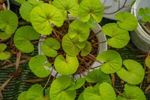 Small green leaf of Centella Asiatica Gotu Kola on green garden. The photo is suitable to use for botanical background, nature poster and flora education content media.