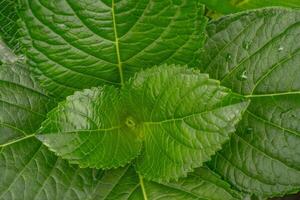 Surface and texture green leaf Bokor hydrangea. Photo is suitable to use for green nature background, botanical poster and content media.