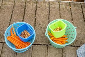 Carrot and seed for feeding animal mini zoo. The photo is suitable to use for animal care background and feeding animal content media.