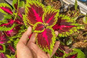 Lot of red leaf Miana, Iler Coleus scutellarioides on park as decorative plant. The photo is suitable to use for botanical background, nature poster and flora education content media.