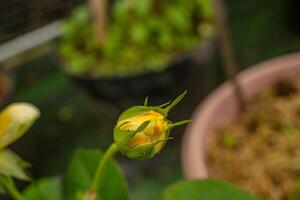 Fresh yellow flower buds rose Rosa Foetida Perciana on the garden. The photo is suitable to use for botanical content media and flowers nature photo background.