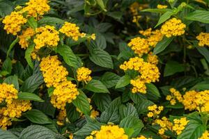 Small yellow flower west indian lantana on the green garden. Photo is suitable to use for nature background, botanical poster and garden content media.