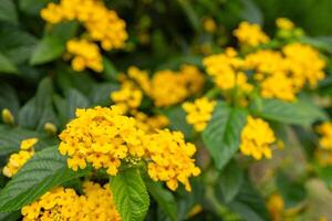 Small yellow flower west indian lantana on the green garden. Photo is suitable to use for nature background, botanical poster and garden content media.