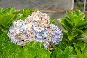 Texture and surface of small flower Bokor Hydrangea on the green garden. The photo is suitable to use for botanical background, background poster and flora education content media.