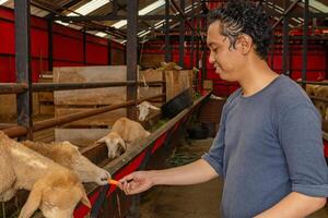 Man was feeding the sheep Ovis aries on the national farm The photo is suitable to use for farm poster and animal content media.