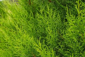 Texture green leaf background of the cupressus torulosa The photo is suitable to use for botanical background, nature poster and flora education content media.