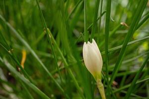 Small white flower of autumn zephyr lily Zephyranthes on the green garden. Photo is suitable to use for nature background, botanical poster and garden content media.