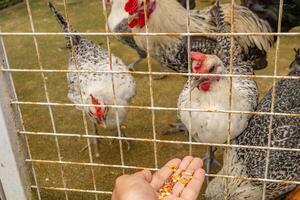 hombre alimentación animal grupos pollo gallus doméstico en el nacional granja. el foto es adecuado a utilizar para granja póster y animal contenido medios de comunicación.