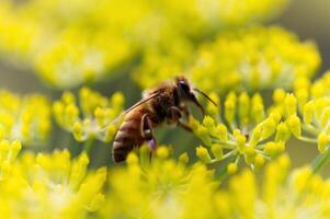 miel abeja gateando terminado amarillo flores ceniza Oregón foto