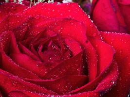 Close-up Of Red Rose Flower With Water Drops photo