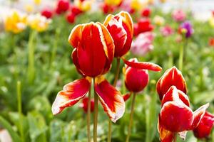 Red Tulips Against Green Plant And Other Colors photo