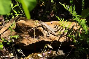 Lizard Sunning On Red Rock Amid Green Plants photo