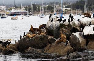 Sea Lions and Cormorants On Breakwater Monterey Bay photo