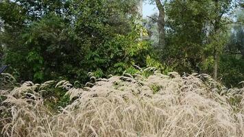 A man with a gun to hunt in the tall grass video