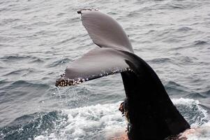 jorobado ballena cola en pie arriba fuera de agua monterey California foto