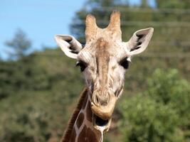 Outdoor Portrait of Giraffe drooling and chewing photo