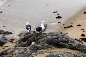 Two Seagulls Standing On Rocks On Beach Monterey California photo