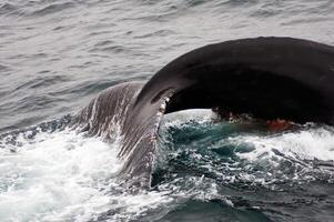 Humpback Whale Tail Coming Up Out Of Monterey Bay California photo