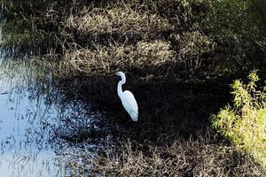 White Egret Standing At Edge Of Pond photo