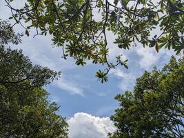 Tree green leaf with cloudy sky background, take on low angle. Photo is suitable to use for nature background, botanical poster and nature content media.