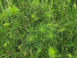 Decorative plant Cyperus papyrus on the green garden. The photo is suitable to use for botanical background, nature poster and flora education content media.