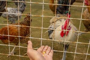 hombre alimentación animal grupos pollo gallus doméstico en el nacional granja. el foto es adecuado a utilizar para granja póster y animal contenido medios de comunicación.