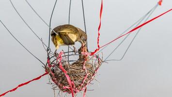 streak eared bulbul feeding baby in the nest photo