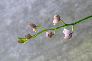 orchid flower blooming in the garden photo