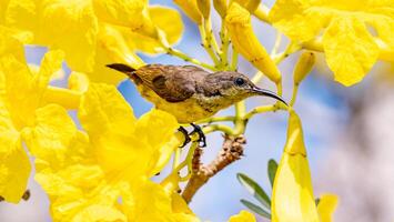 Brown-throated Sunbird perched on tree photo