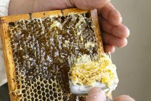 Uncapping honey cells with a fork. Professional beekeeper holds wooden frame with bee honeycomb in his hands, collects fresh yellow sweet honey with special tool. photo