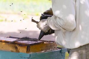 professional beekeeper in protective workwear inspecting honeycomb frame at apiary. beekeeper harvesting honey photo