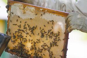 professional beekeeper in protective workwear inspecting honeycomb frame at apiary. beekeeper harvesting honey photo