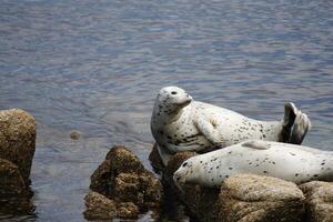 dos Pacífico puerto focas tomando el sol en rocas foto