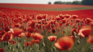 ai generado hermosa campo de rojo amapolas en el puesta de sol ligero. foto