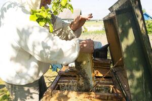 The beekeeper holds a honey cell with bees in his hands. Apiculture. photo