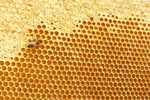 Honeycombs with sweet golden honey on whole background, close up. Background texture, pattern of section of wax honeycomb photo