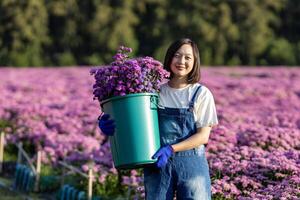asiático mujer granjero o florista es trabajando en el granja mientras corte púrpura crisantemo flor utilizando podadera para cortar flores negocio para muerto título, cultivo y cosecha temporada foto