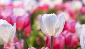 White tulip flower in early spring season garden with copy space for design concept photo