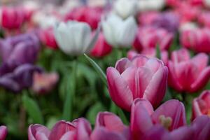 Pink tulip flower in early spring season garden with copy space for design photo