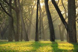 Morning vibe with sun ray in the green woodland forest for beautiful magical nature background photo