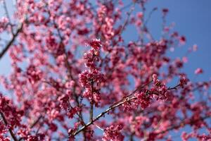 Japanese cherry blossom or pink sakura flower blooming during spring season with bright blue sky background photo