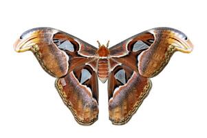 Attacus atlas moth isolated on white background for insect, bug and entomology photo