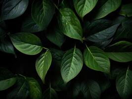 AI generated green leaves on black background photo